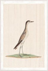 37,25 × 55,25 pulg.