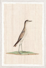 17.25 × 25.25 pulg.