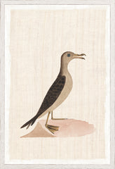 17.25 × 25.25 in