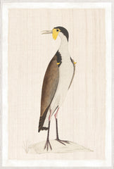 37,25 × 55,25 po