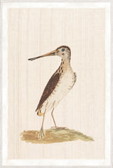 37.25 × 55.25 in