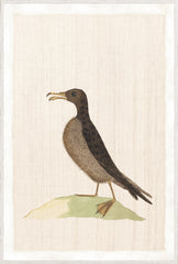 37.25 × 55.25 in