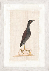 7 × 10 po