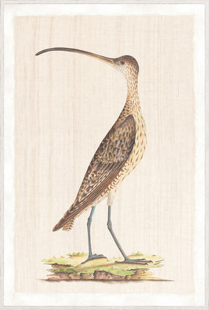 Watercolour Birds – Scarlet Honeyeater C. 1790, detailed illustration of a bird on a light background.