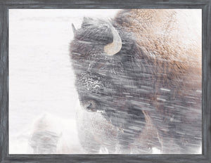 Snow Squall — nature and landscape fine art print in neutral tones at Laurie Yapp Home