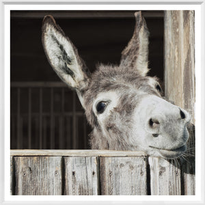 Happy Donkey wall art featuring a donkey's face peeking over a wooden fence