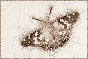 Nature Sketch – Moth wall art featuring a detailed brown sketch of a moth on a light background.