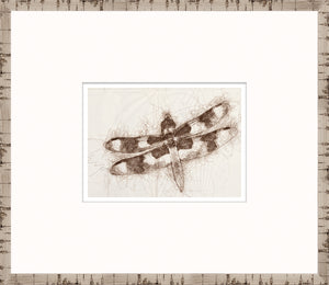 Nature Sketch – Dragonfly I