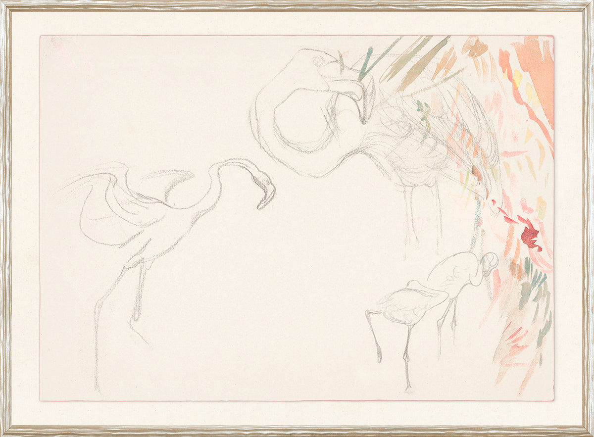 Collection 24, Flamingo Graphite Study C. 1910 featuring sketched flamingos with soft graphite lines and colorful accents.
