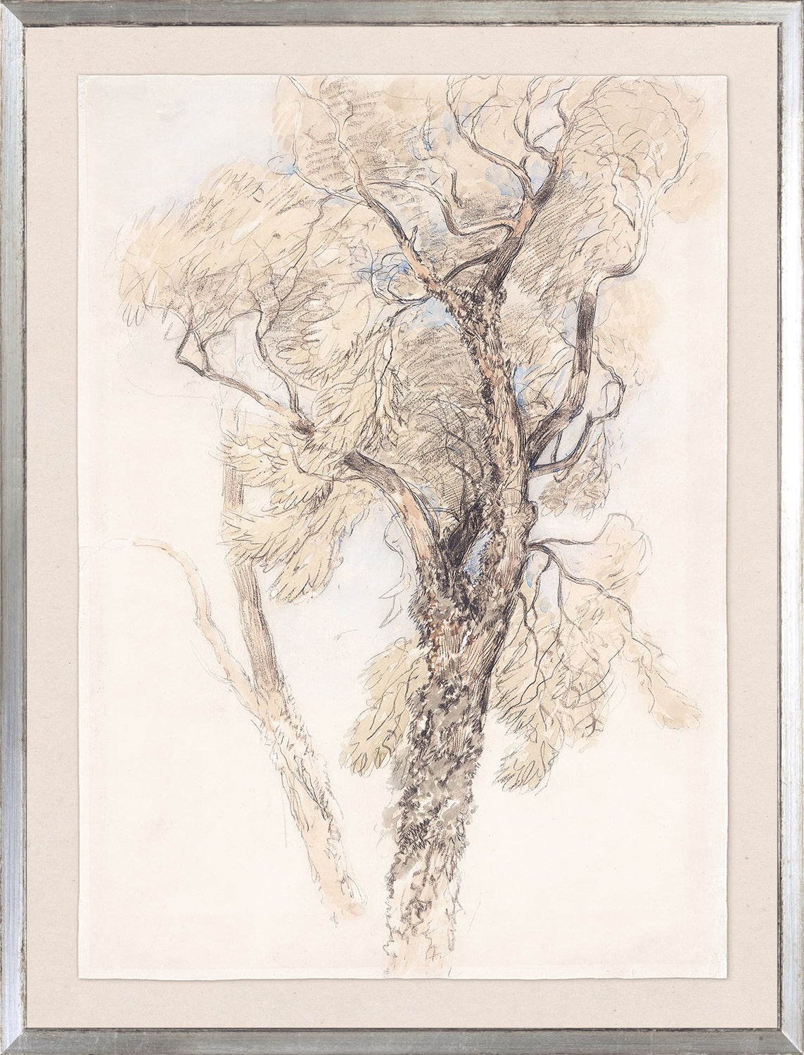 Collection 24, Watercolour Tree Study C. 1889, featuring a detailed tree illustration with soft colors and delicate lines.