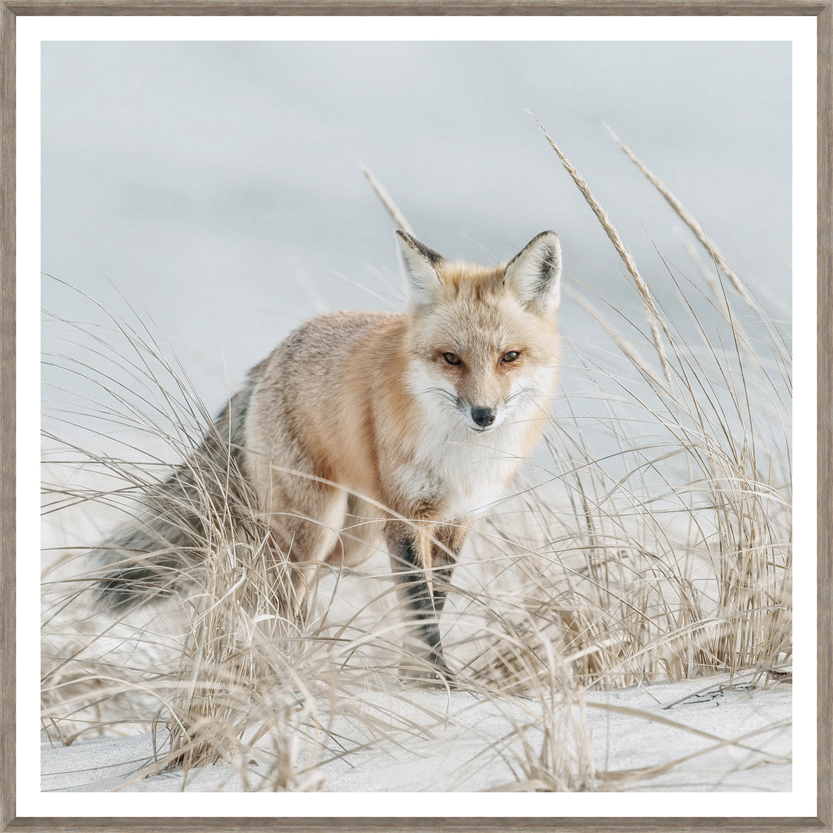 Fox on the Beach, a red fox in tall grass on a sandy beach, featuring soft colors and a natural setting.