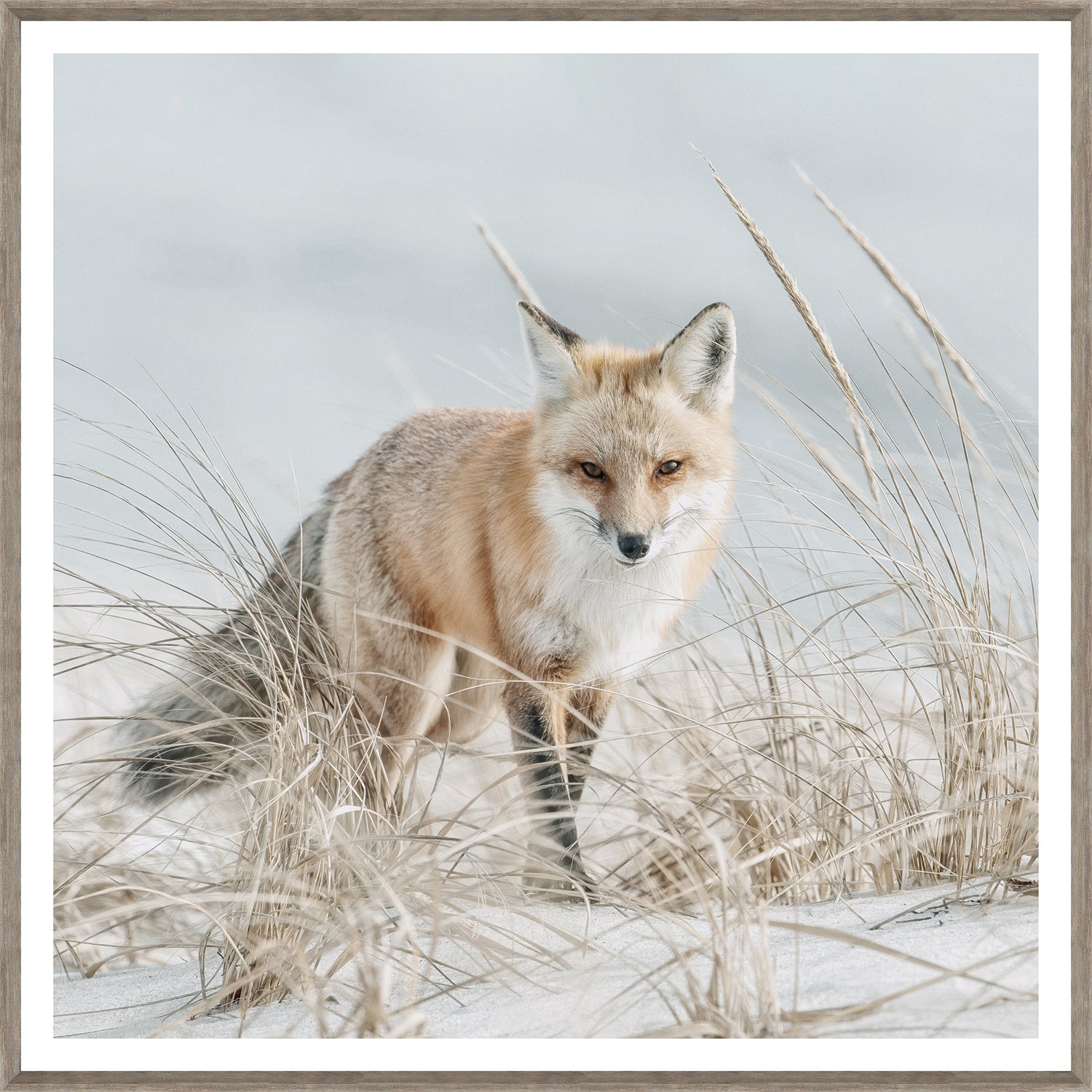 Fox on the Beach, a red fox in tall grass on a sandy beach, featuring soft colors and a natural setting.