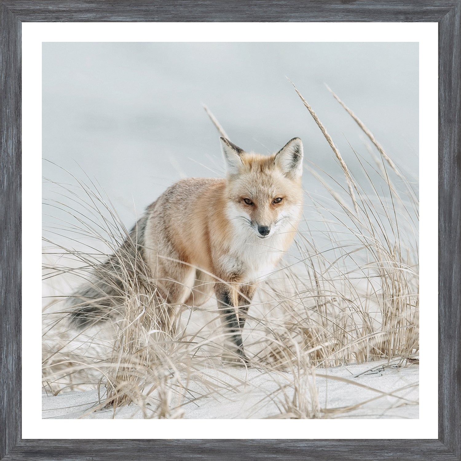 Fox on the Beach