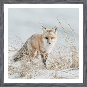 Fox on the Beach