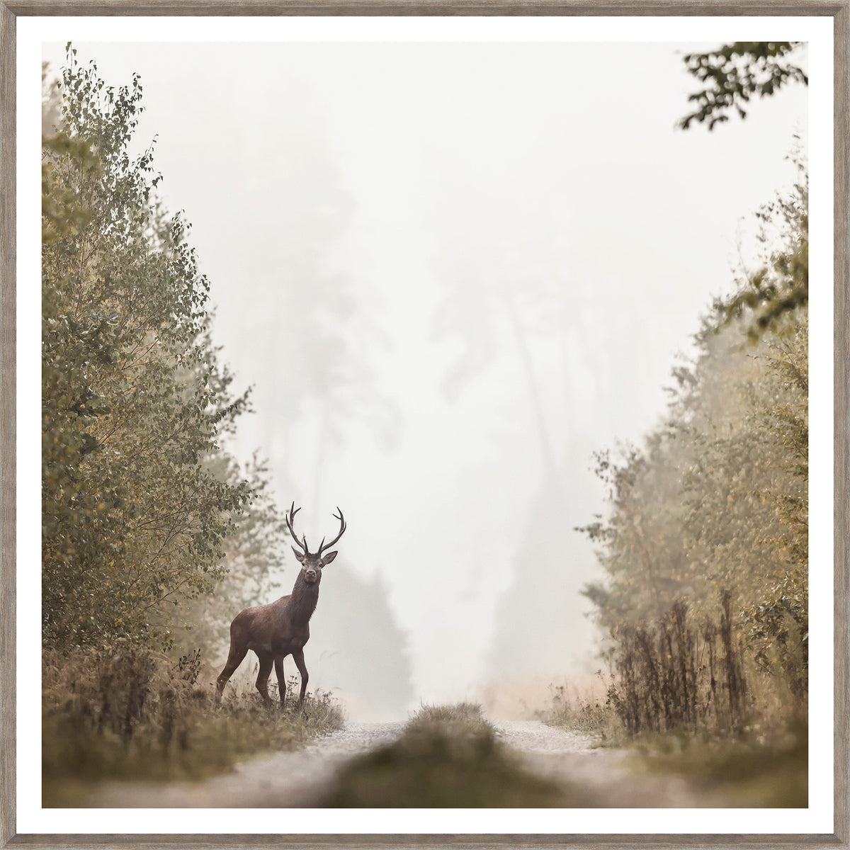 On Alert wall art featuring a stag standing on a misty path, surrounded by trees, in soft earthy tones.