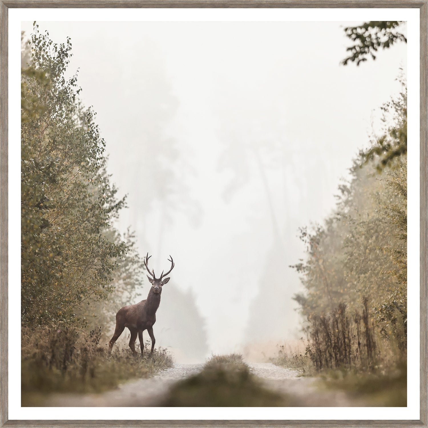 On Alert wall art featuring a stag standing on a misty path, surrounded by trees, in soft earthy tones.