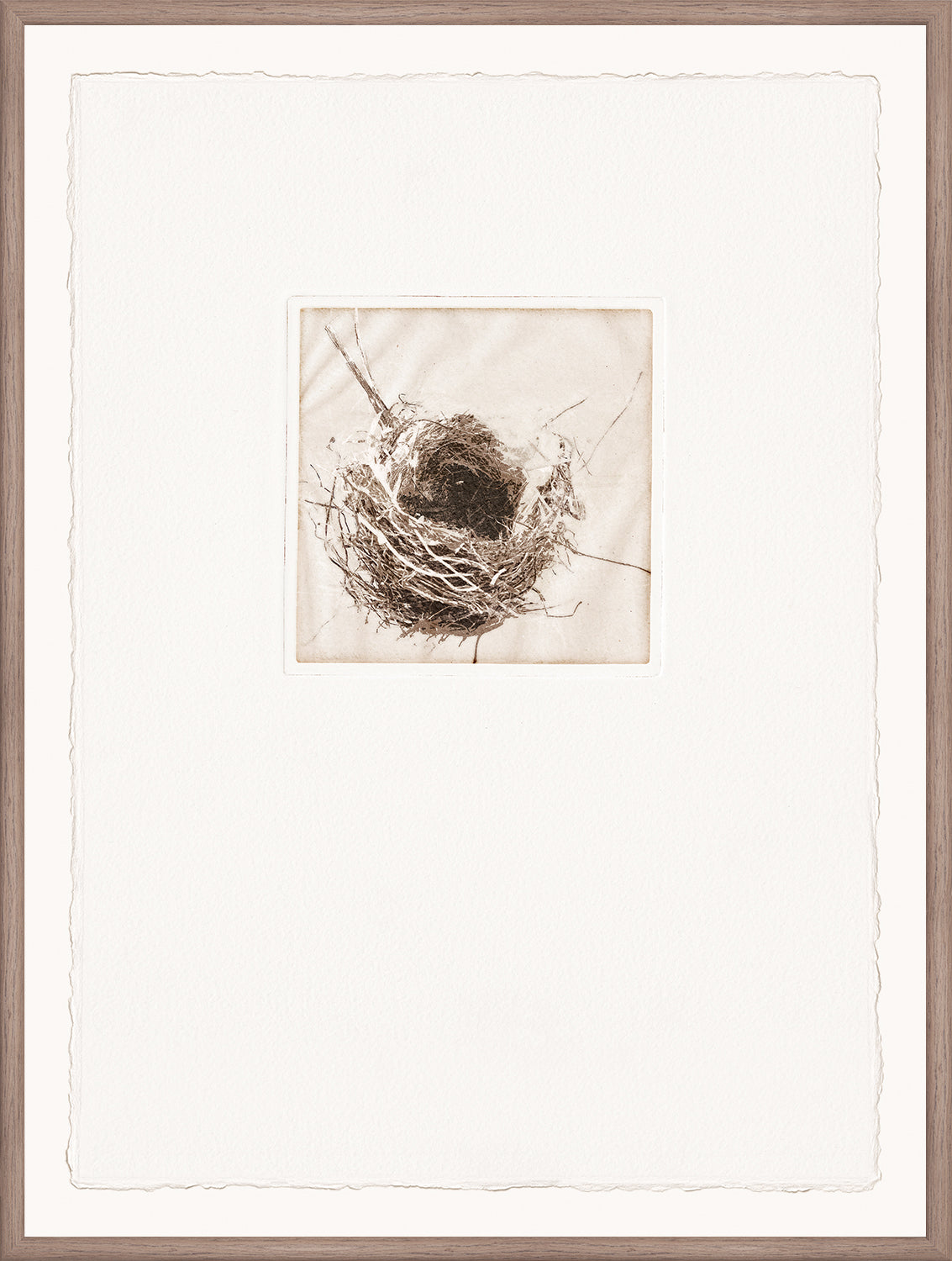 Intaglio Nests I wall art featuring a detailed nest illustration in sepia tones, framed with a textured white mat.