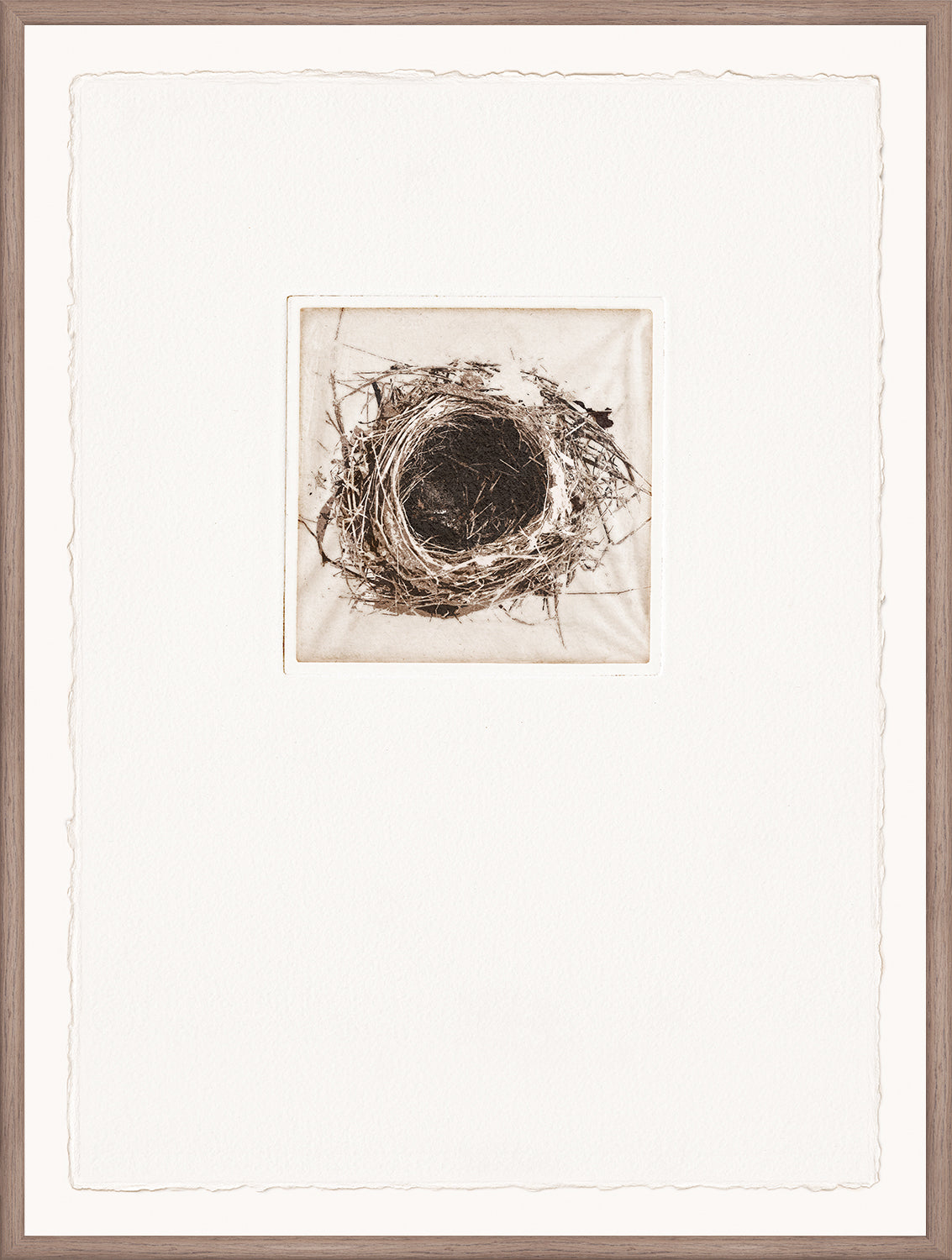 Intaglio Nests II wall art featuring a detailed nest illustration in a square frame.