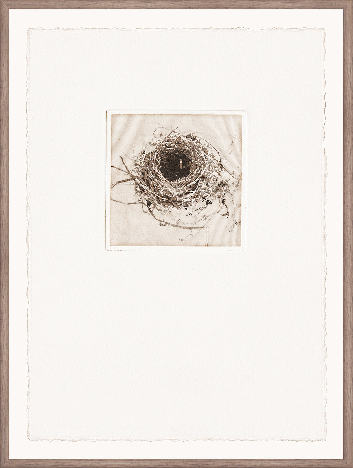 Intaglio Nests III wall art featuring a detailed nest illustration in a simple frame.