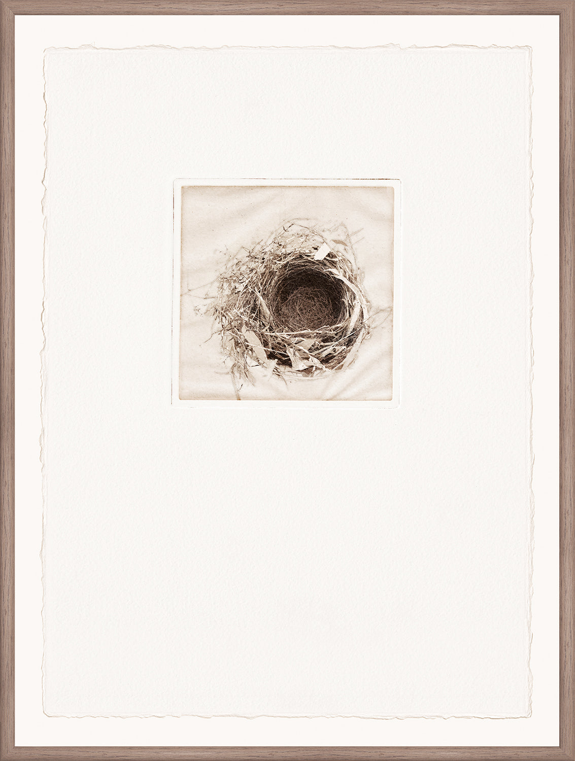 Intaglio Nests IV wall art featuring a detailed nest illustration in a light frame.