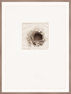 Intaglio Nests IV wall art featuring a detailed nest illustration in a light frame.