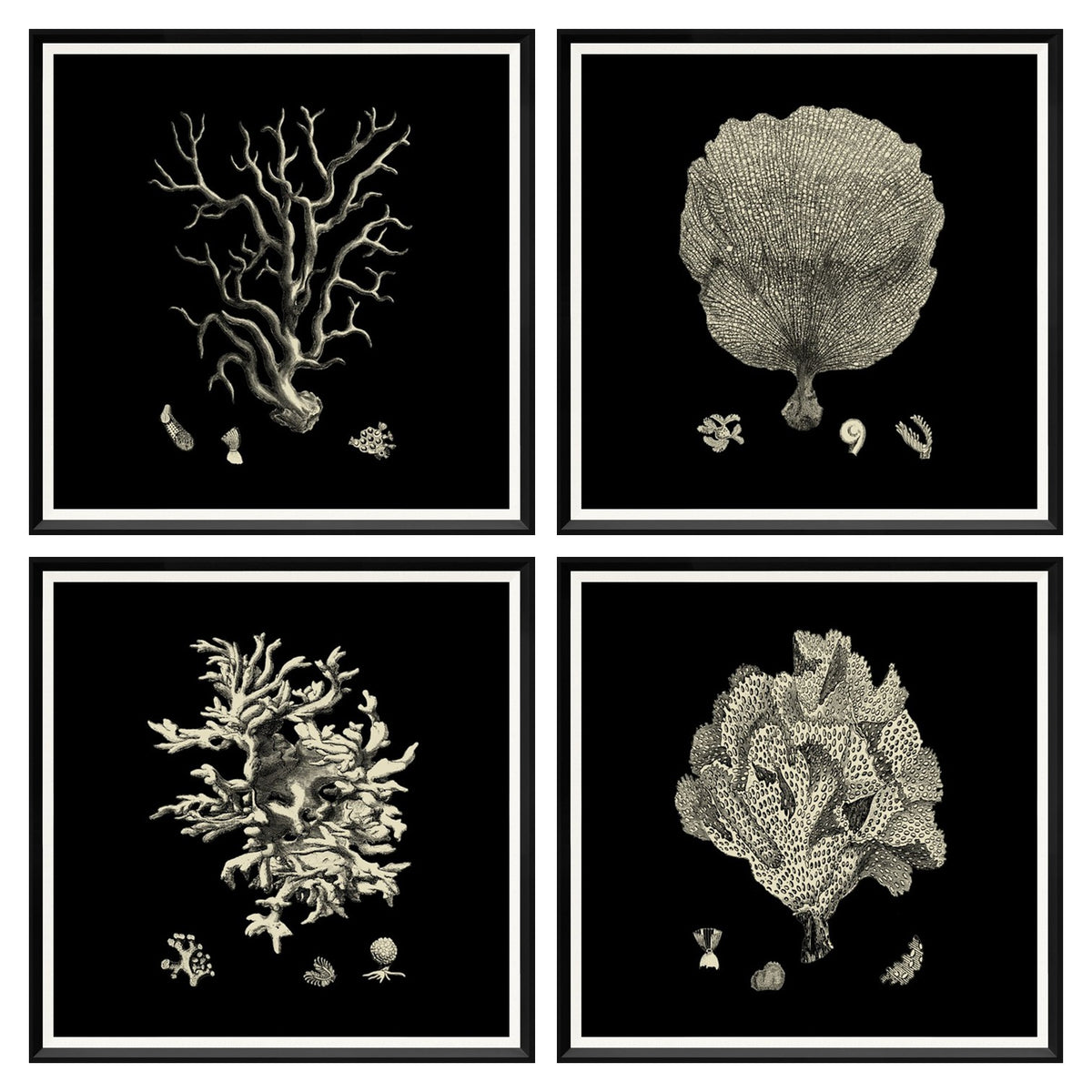 Black & Tan Coral Quartet Bundle