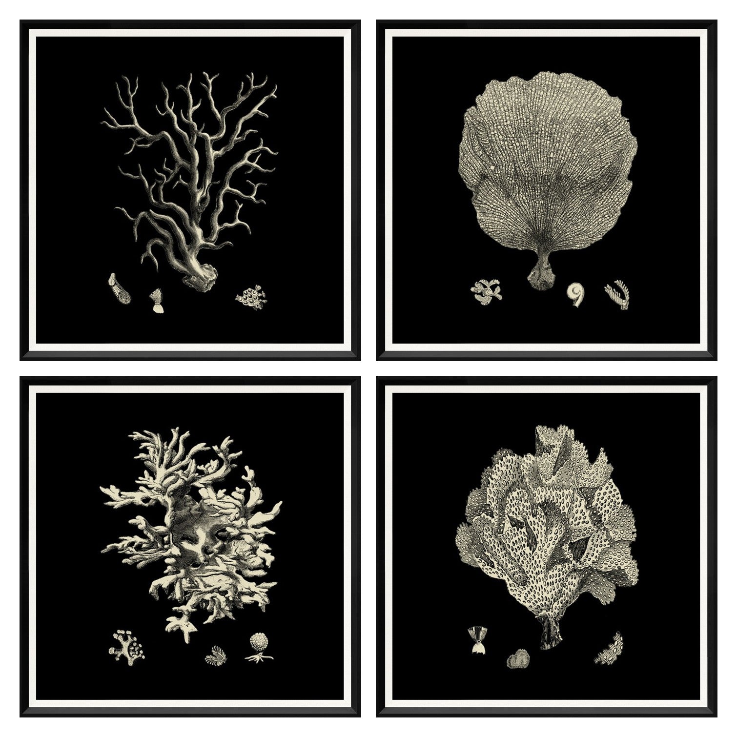 Black & Tan Coral Quartet Bundle