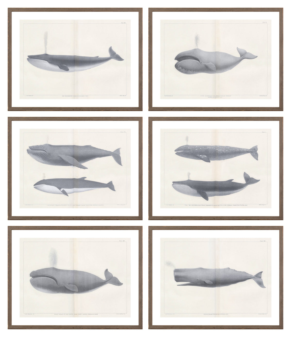 Vintage Whale Series Sextet Bundle
