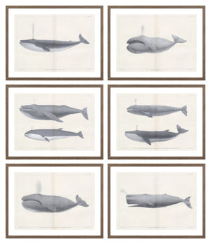 Vintage Whale Series Sextet Bundle