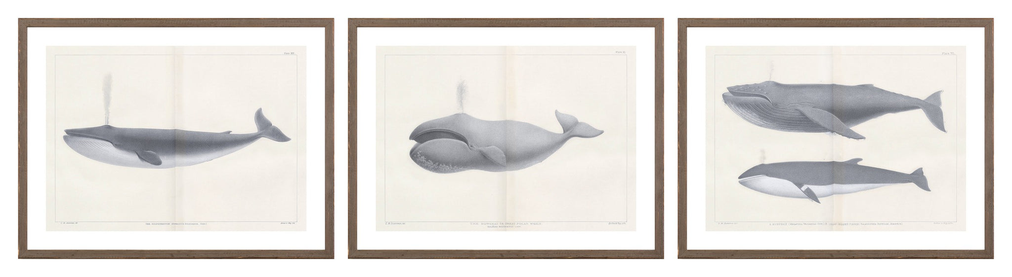 Vintage Whale Trio I (I-III) Bundle