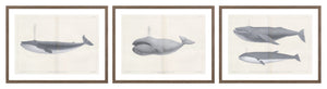 Vintage Whale Trio I (I-III) Bundle