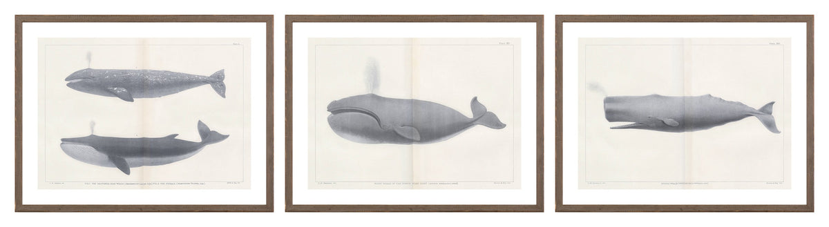 Vintage Whale Trio II (IV-VI) Bundle