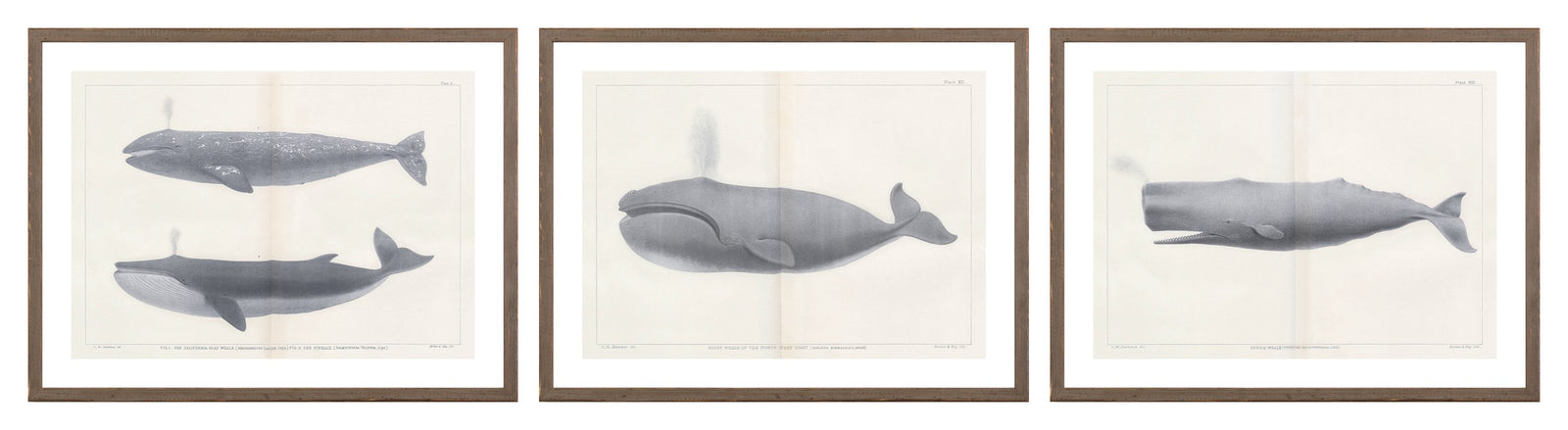 Vintage Whale Trio II (IV-VI) Bundle