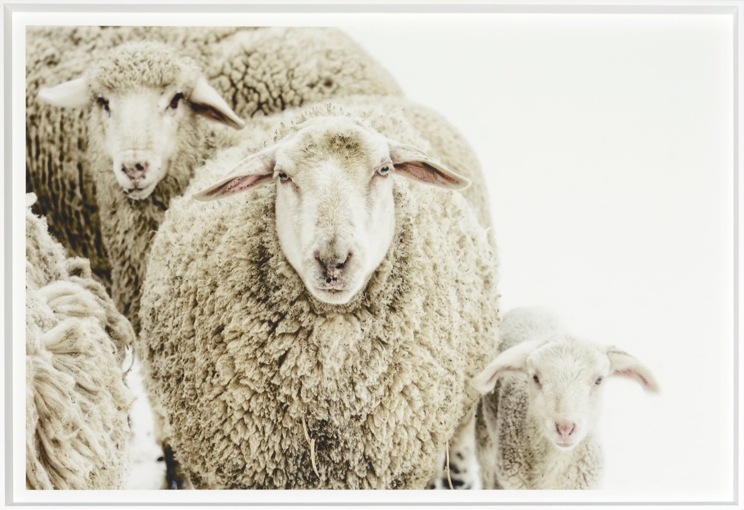 front view of Wooly Stare luxury Artwork